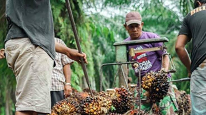 Harga TBS Sawit Mitra Swadaya di Riau Anjlok, Ini Penyebabnya